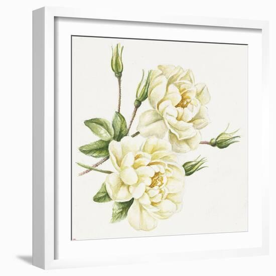 White Roses-Janneke Brinkman-Salentijn-Framed Giclee Print