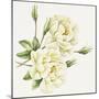 White Roses-Janneke Brinkman-Salentijn-Mounted Giclee Print