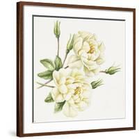 White Roses-Janneke Brinkman-Salentijn-Framed Giclee Print