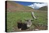 White-rumped Snowfinch with chick, Qinghai-Tibet Plateau, Qinghai Province, China-Dong Lei-Stretched Canvas