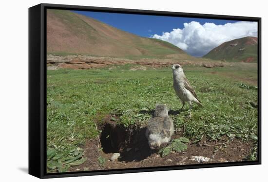 White-rumped Snowfinch with chick, Qinghai-Tibet Plateau, Qinghai Province, China-Dong Lei-Framed Stretched Canvas