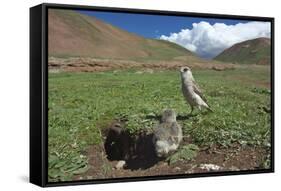 White-rumped Snowfinch with chick, Qinghai-Tibet Plateau, Qinghai Province, China-Dong Lei-Framed Stretched Canvas