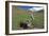 White-rumped Snowfinch with chick, Qinghai-Tibet Plateau, Qinghai Province, China-Dong Lei-Framed Photographic Print