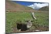 White-rumped Snowfinch with chick, Qinghai-Tibet Plateau, Qinghai Province, China-Dong Lei-Mounted Photographic Print