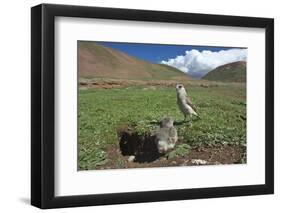 White-rumped Snowfinch with chick, Qinghai-Tibet Plateau, Qinghai Province, China-Dong Lei-Framed Photographic Print