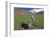 White-rumped Snowfinch with chick, Qinghai-Tibet Plateau, Qinghai Province, China-Dong Lei-Framed Photographic Print