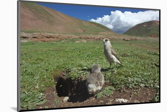 White-rumped Snowfinch with chick, Qinghai-Tibet Plateau, Qinghai Province, China-Dong Lei-Mounted Photographic Print