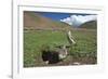 White-rumped Snowfinch with chick, Qinghai-Tibet Plateau, Qinghai Province, China-Dong Lei-Framed Photographic Print