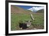 White-rumped Snowfinch with chick, Qinghai-Tibet Plateau, Qinghai Province, China-Dong Lei-Framed Photographic Print