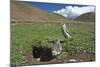 White-rumped Snowfinch with chick, Qinghai-Tibet Plateau, Qinghai Province, China-Dong Lei-Mounted Photographic Print