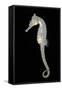 White's Sea Horse-null-Framed Stretched Canvas