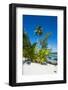 White sand beach on a Motu, Bora Bora, Society Islands, French Polynesia, Pacific-Michael Runkel-Framed Photographic Print