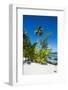White sand beach on a Motu, Bora Bora, Society Islands, French Polynesia, Pacific-Michael Runkel-Framed Photographic Print
