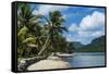 White Sand Beach with Palm Trees-Michael Runkel-Framed Stretched Canvas