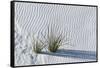 White Sands Grasses-Steve Gadomski-Framed Stretched Canvas