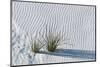 White Sands Grasses-Steve Gadomski-Mounted Photographic Print