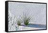White Sands Grasses-Steve Gadomski-Framed Stretched Canvas