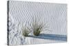 White Sands Grasses-Steve Gadomski-Stretched Canvas