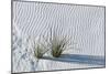 White Sands Grasses-Steve Gadomski-Mounted Photographic Print