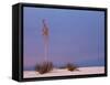 White Sands, New Mexico, USA-Dee Ann Pederson-Framed Stretched Canvas