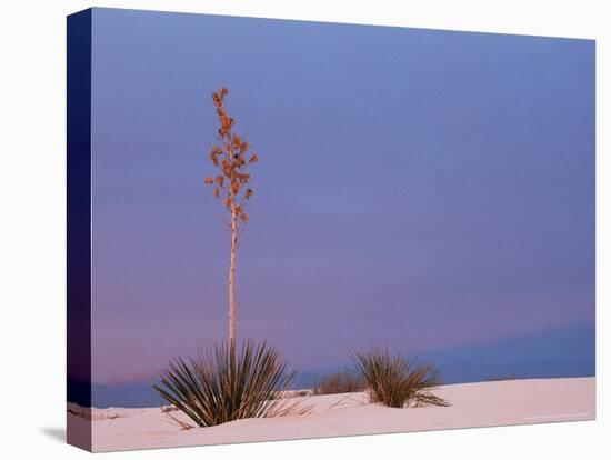 White Sands, New Mexico, USA-Dee Ann Pederson-Stretched Canvas