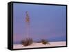 White Sands, New Mexico, USA-Dee Ann Pederson-Framed Stretched Canvas