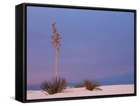 White Sands, New Mexico, USA-Dee Ann Pederson-Framed Stretched Canvas