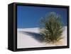 White Sands, New Mexico, USA-Dee Ann Pederson-Framed Stretched Canvas