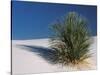 White Sands, New Mexico, USA-Dee Ann Pederson-Stretched Canvas