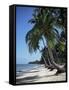 White Sandy Beach and Leaning Palm Trees, Koh Samui, Thailand, Southeast Asia-D H Webster-Framed Stretched Canvas