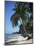 White Sandy Beach and Leaning Palm Trees, Koh Samui, Thailand, Southeast Asia-D H Webster-Mounted Photographic Print