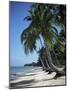 White Sandy Beach and Leaning Palm Trees, Koh Samui, Thailand, Southeast Asia-D H Webster-Mounted Photographic Print