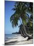 White Sandy Beach and Leaning Palm Trees, Koh Samui, Thailand, Southeast Asia-D H Webster-Mounted Photographic Print
