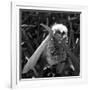 White Satin Moth-Ruth Palmer-Framed Art Print