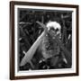 White Satin Moth-Ruth Palmer-Framed Art Print