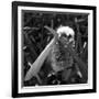 White Satin Moth-Ruth Palmer-Framed Art Print