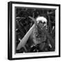 White Satin Moth-Ruth Palmer-Framed Art Print