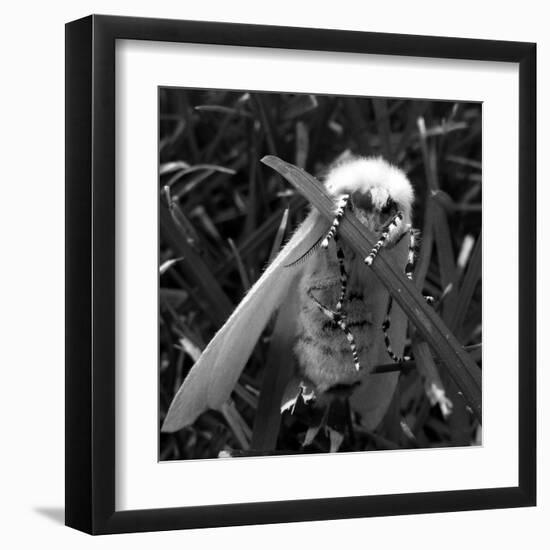 White Satin Moth-Ruth Palmer-Framed Art Print