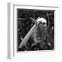 White Satin Moth-Ruth Palmer-Framed Art Print