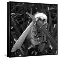 White Satin Moth-Ruth Palmer-Framed Stretched Canvas