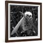 White Satin Moth-Ruth Palmer-Framed Art Print