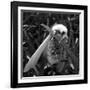 White Satin Moth-Ruth Palmer-Framed Art Print