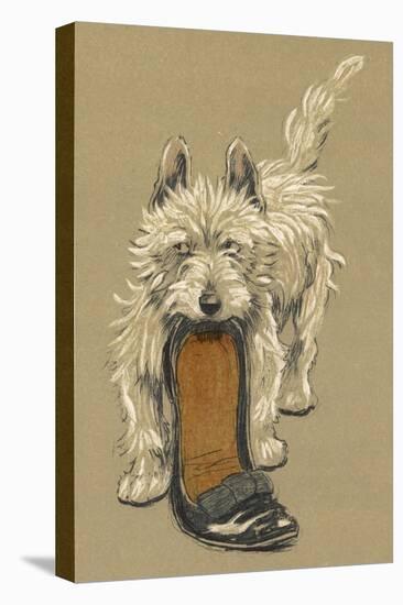 White Scots Terrier with a Black Slipper or Shoe-Cecil Aldin-Stretched Canvas
