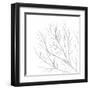 White Seaweed 1-Denise Brown-Framed Art Print