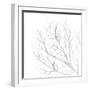 White Seaweed 1-Denise Brown-Framed Art Print