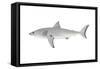 White Shark (Carcharodon Carcharias), Fishes-Encyclopaedia Britannica-Framed Stretched Canvas