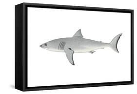 White Shark (Carcharodon Carcharias), Fishes-Encyclopaedia Britannica-Framed Stretched Canvas