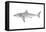 White Shark (Carcharodon Carcharias), Fishes-Encyclopaedia Britannica-Framed Stretched Canvas