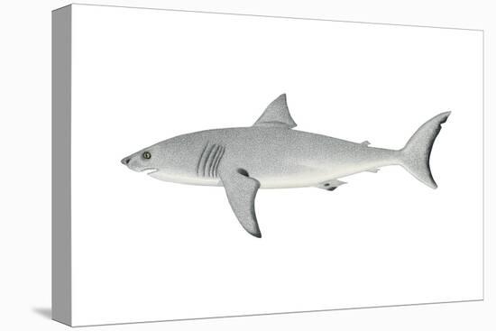 White Shark (Carcharodon Carcharias), Fishes-Encyclopaedia Britannica-Stretched Canvas