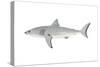 White Shark (Carcharodon Carcharias), Fishes-Encyclopaedia Britannica-Stretched Canvas